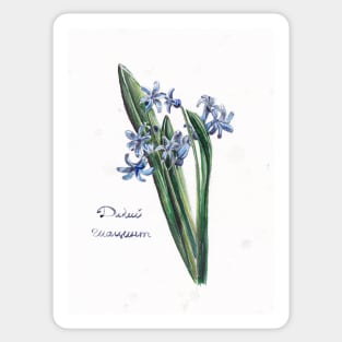 Wild hyacinth Sticker